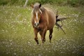 Cheval au vent sg